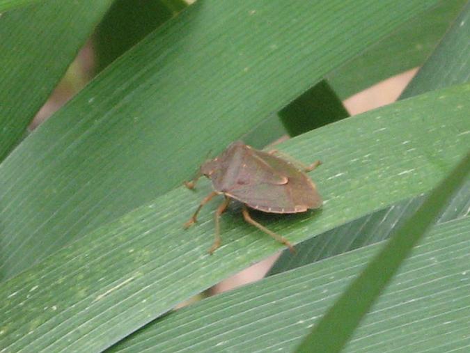 Pentatomidae con colori inusuali: Palomena prasina